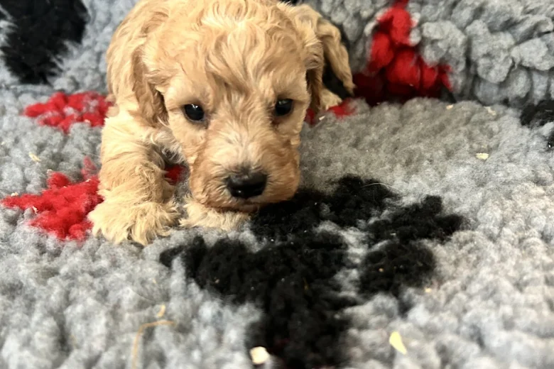 Cockapoo