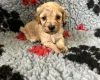 Cockapoo