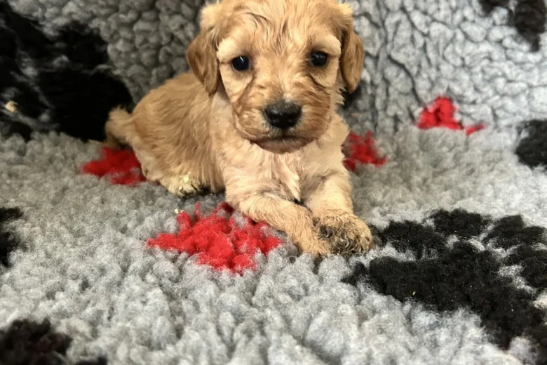 Cockapoo
