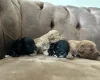 Cockapoo