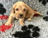 Cockapoo