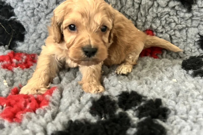 Cockapoo