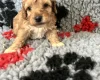 Cockapoo