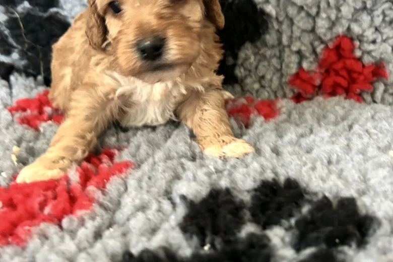 Cockapoo