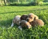 Cockapoo