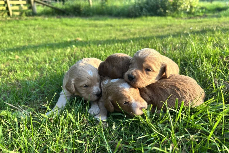 Cockapoo
