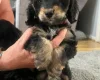 Cockapoo