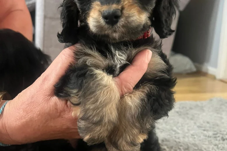 Cockapoo