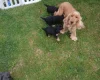 Cockapoo