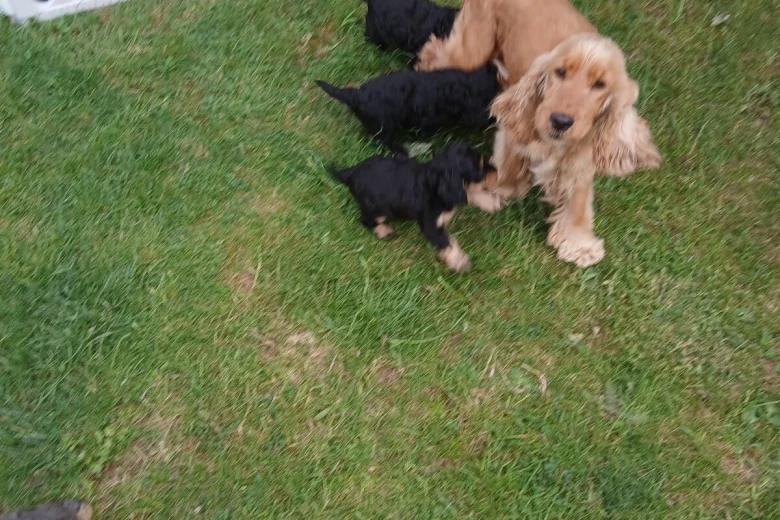 Cockapoo
