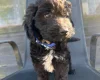 Cockapoo
