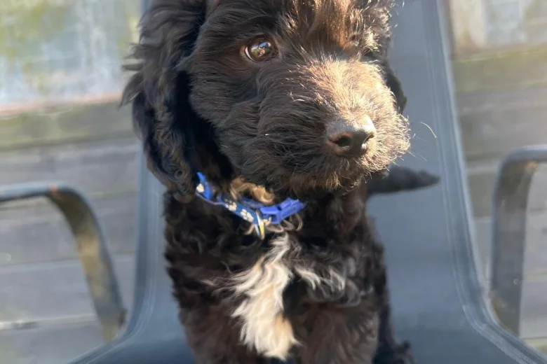 Cockapoo