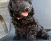 Cockapoo