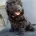 Cockapoo