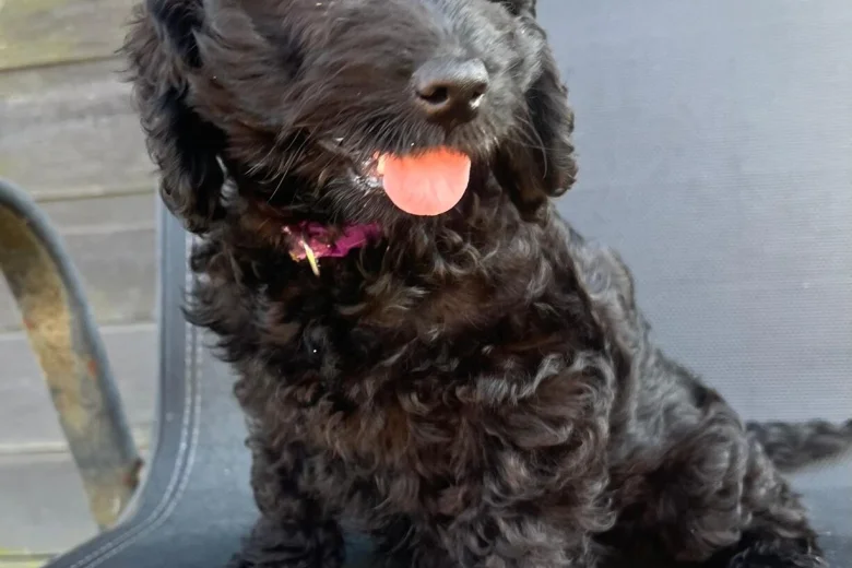 Cockapoo