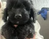 Cockapoo