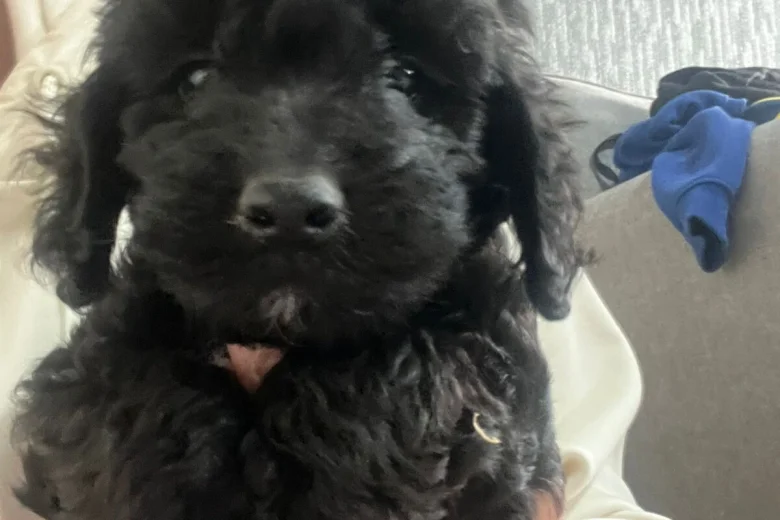 Cockapoo