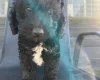 Cockapoo
