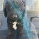 Cockapoo