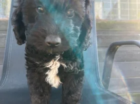 Cockapoo