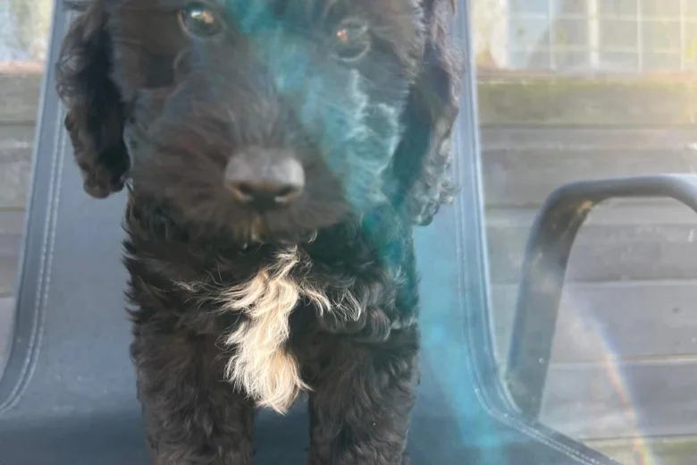 Cockapoo