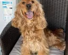 Cockapoo