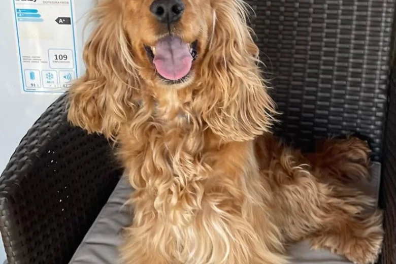 Cockapoo