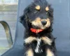 Cockapoo