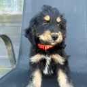 Cockapoo