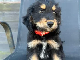 Cockapoo