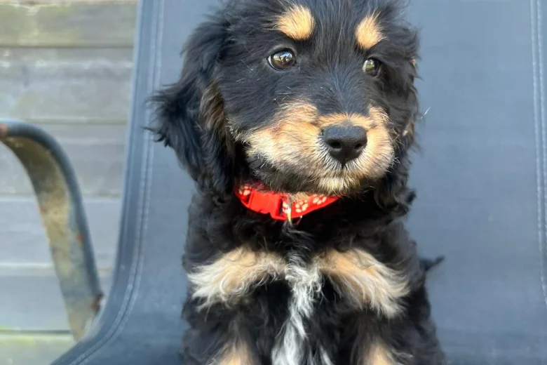 Cockapoo