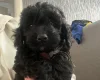 Cockapoo