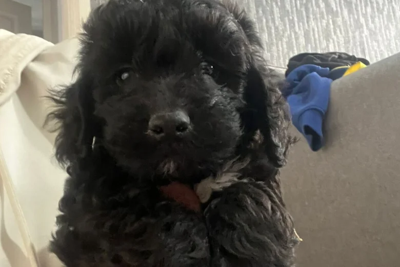 Cockapoo