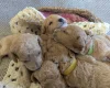 Poochon