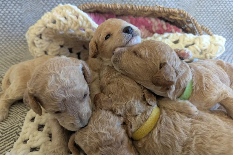 Poochon