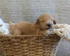 Poochon