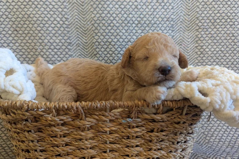 Poochon