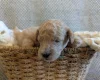Poochon