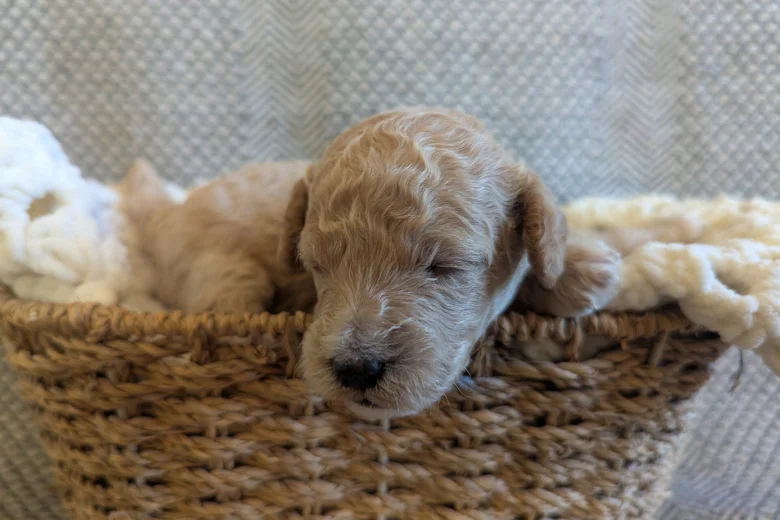 Poochon