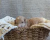 Poochon
