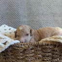 Poochon