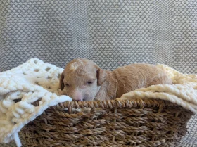 Poochon