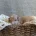 Poochon