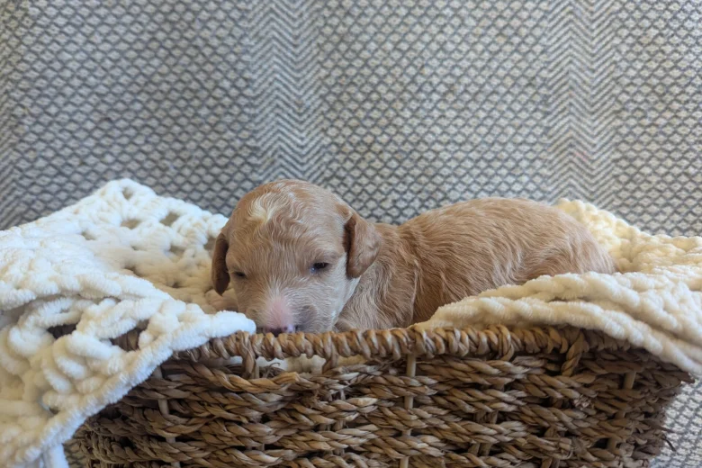 Poochon