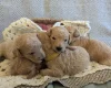 Poochon