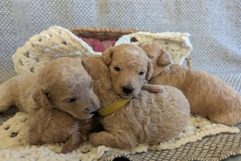 Poochon