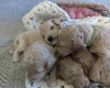 Poochon