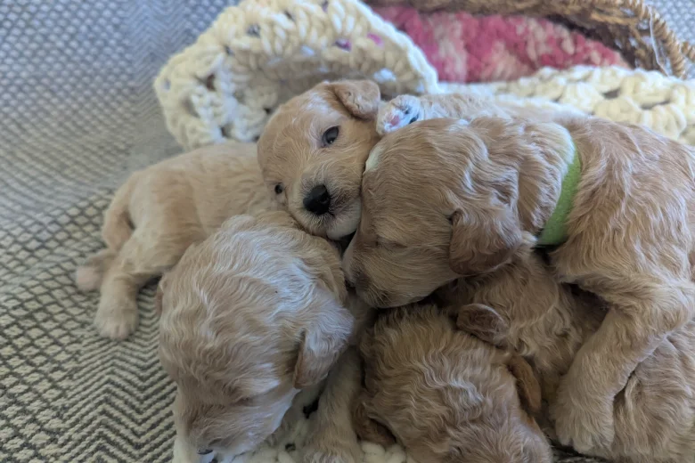 Poochon