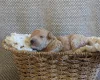 Poochon