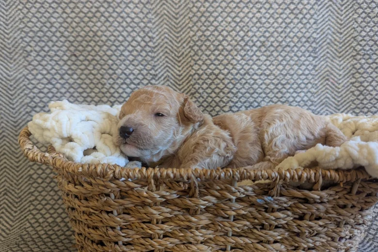 Poochon